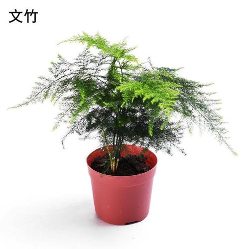 无锡春季观花植物盆栽养护，无锡春季观花植物盆栽养护基地