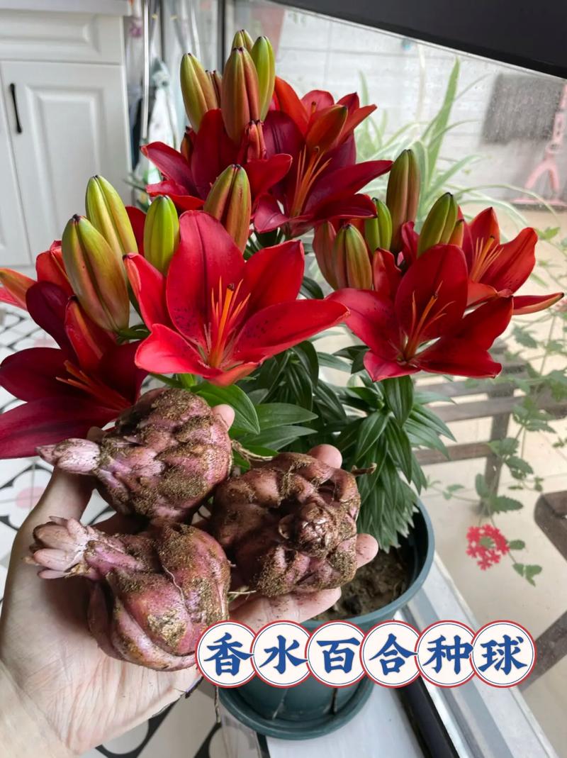 花店买的百合花怎么养，花店买的百合花怎么养活