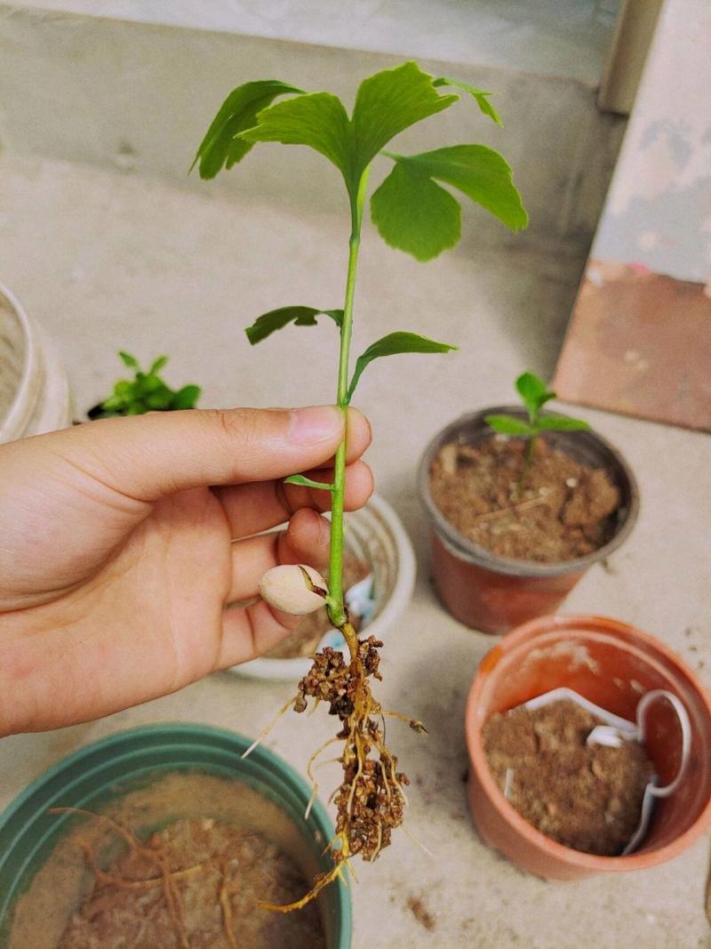 怎么种发芽，银杏怎么种发芽