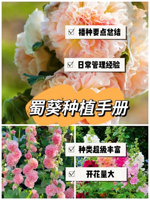 蜀葵什么时候种，蜀葵什么时候种植