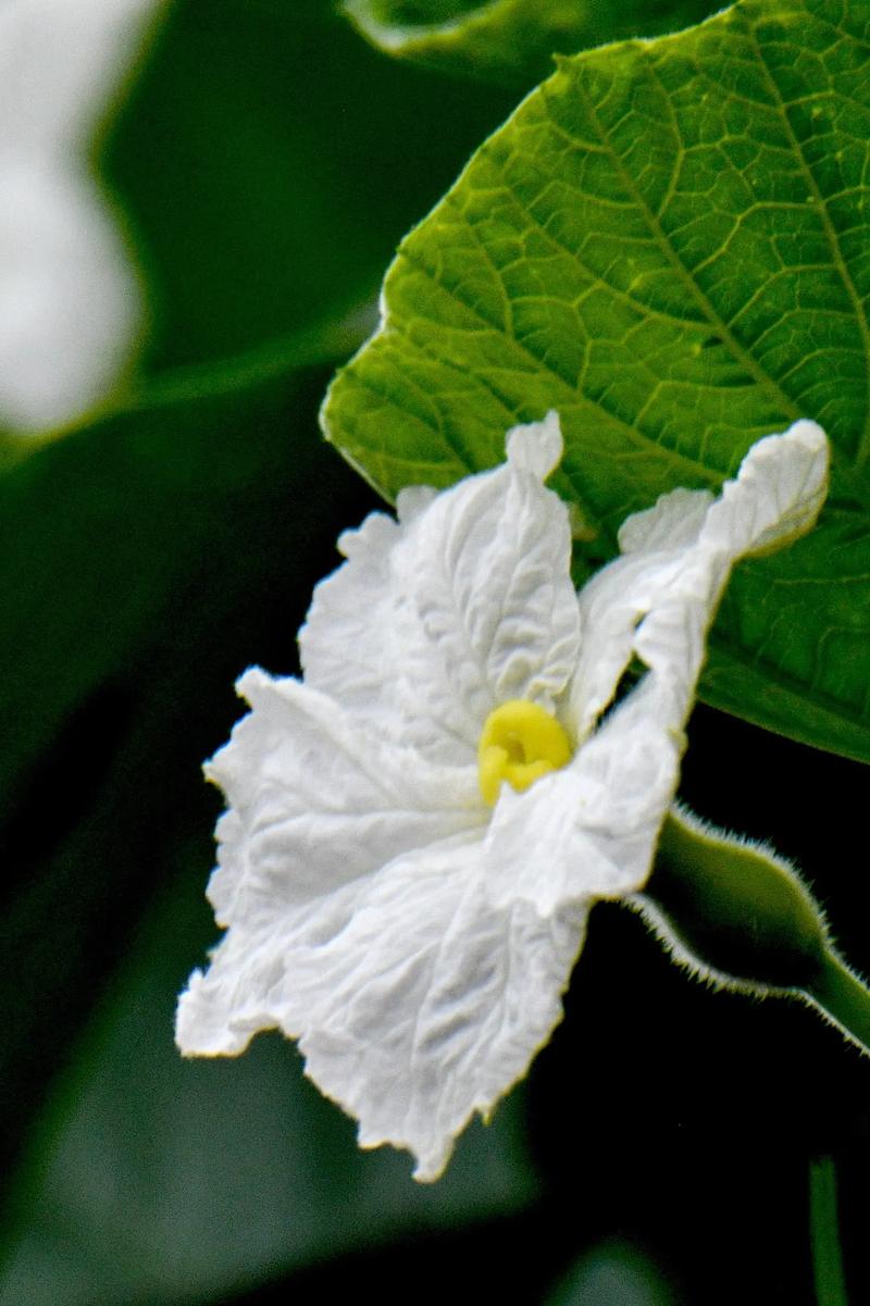 葫芦花是什么花，葫芦花是什么花图片