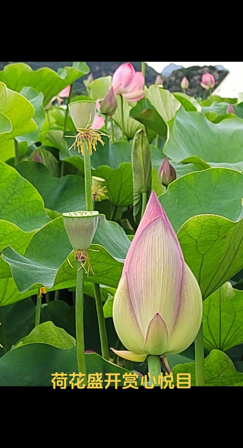 夏季有什么花.，夏季有什么花会盛开的