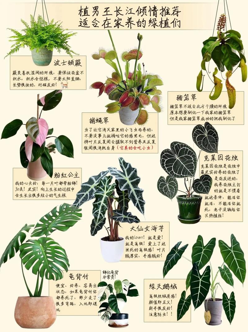 室内花草植物大盆栽怎么养，室内花草植物大盆栽怎么养护