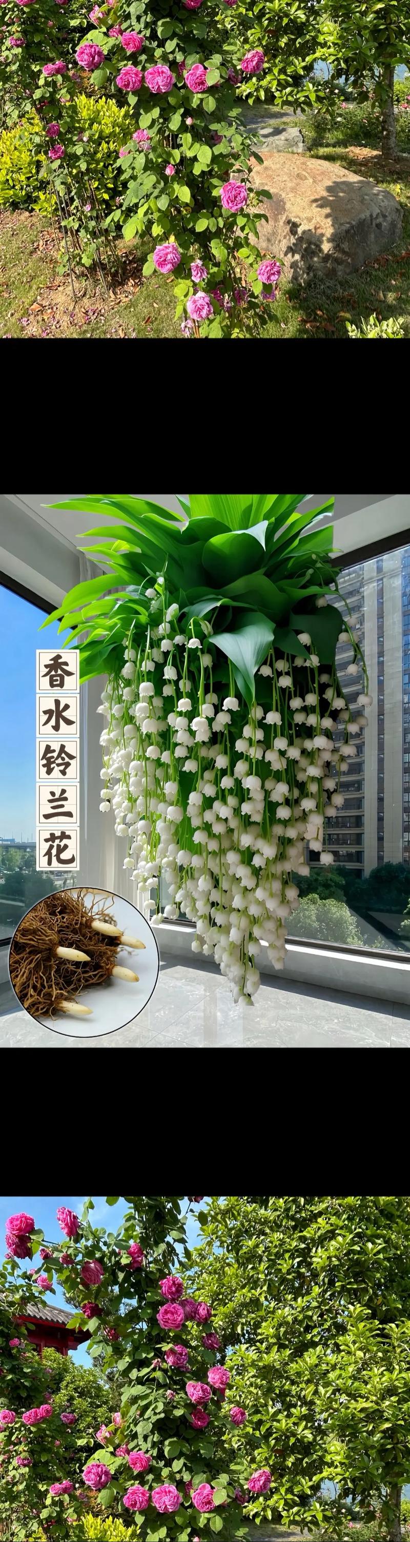 什么花可以盆栽，什么花可以盆栽种植