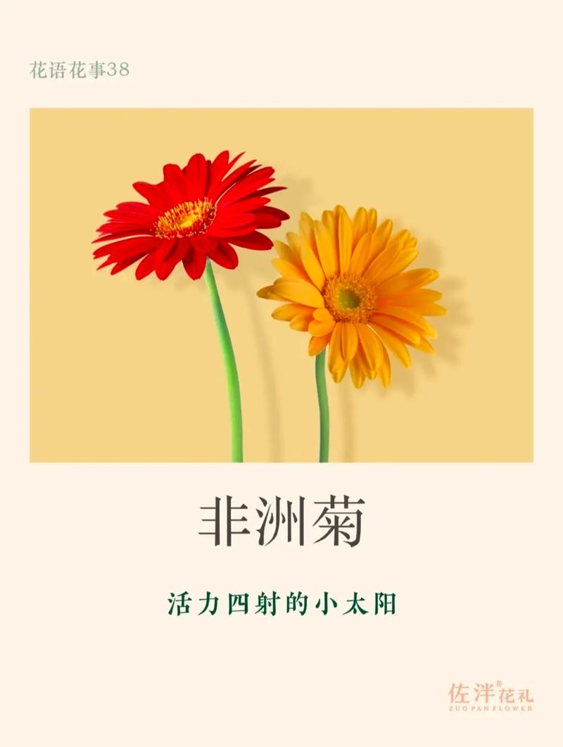 扶郎花是什么花，扶郎花是什么花?