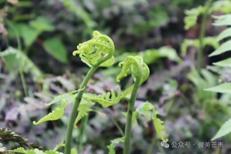 水蕨怎么种，水蕨种植