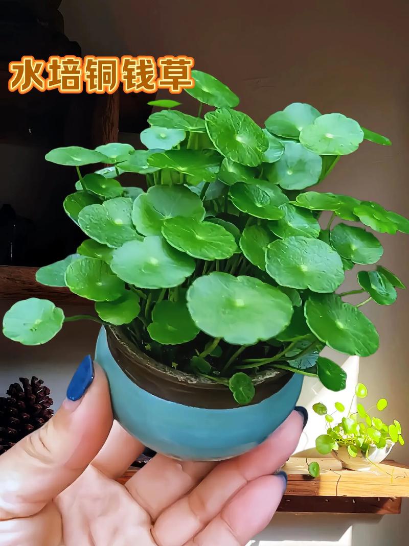 江苏盆栽水培植物品种，江苏盆栽水培植物品种有哪些