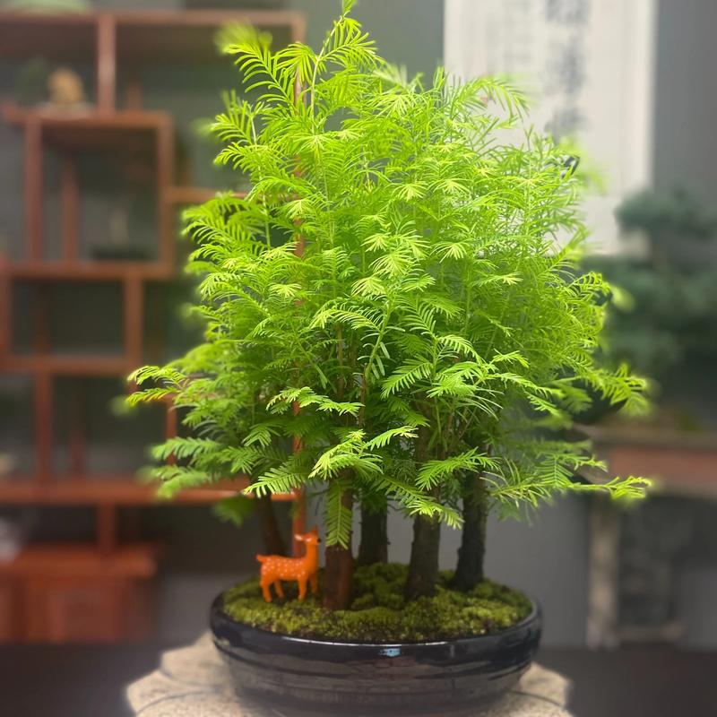 盆栽木本植物生长环境要求，盆栽木本植物生长环境要求是什么