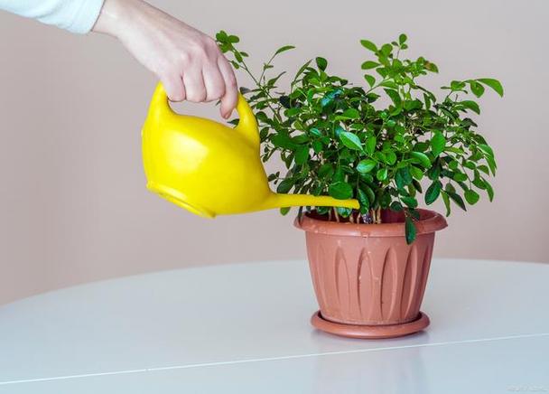 盆栽植物休眠需要浇水吗，盆栽植物休眠需要浇水吗视频