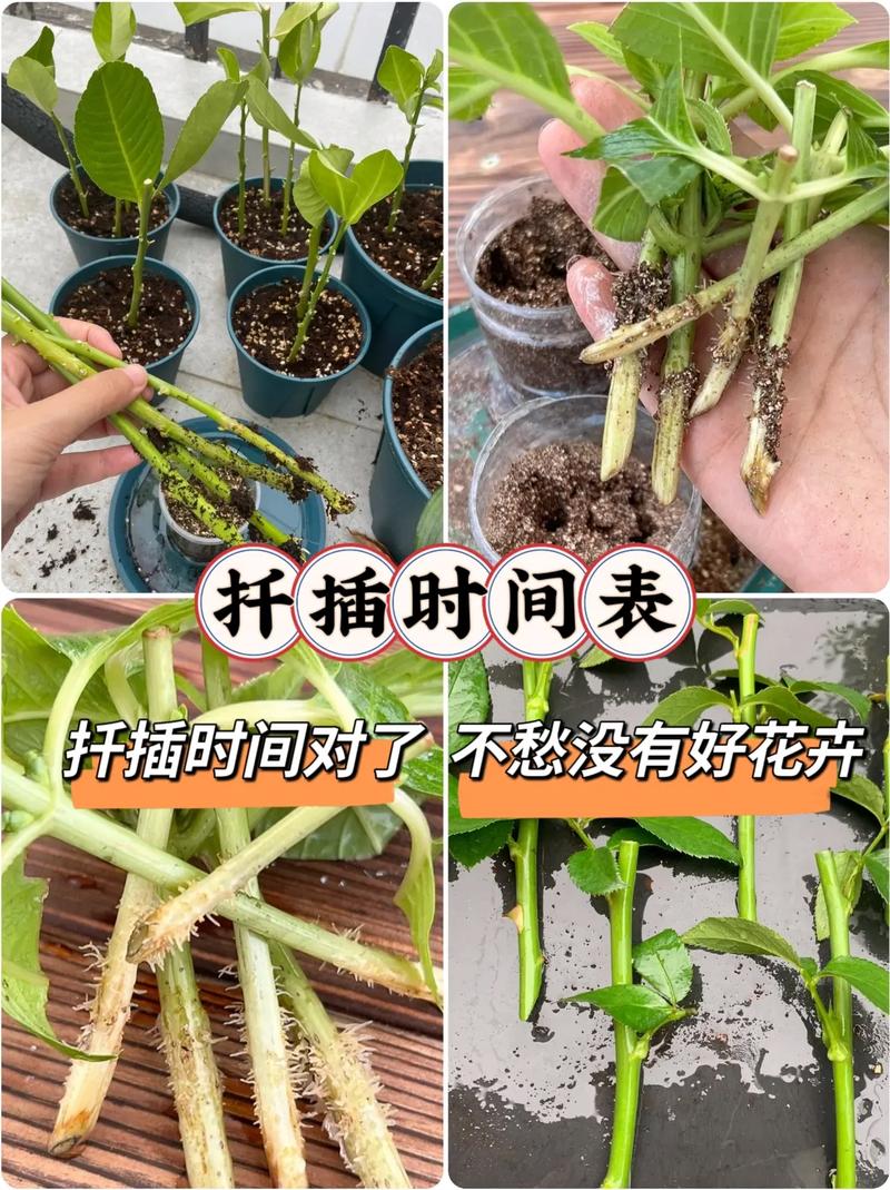 肉花怎么插，肉质花卉怎样扦插