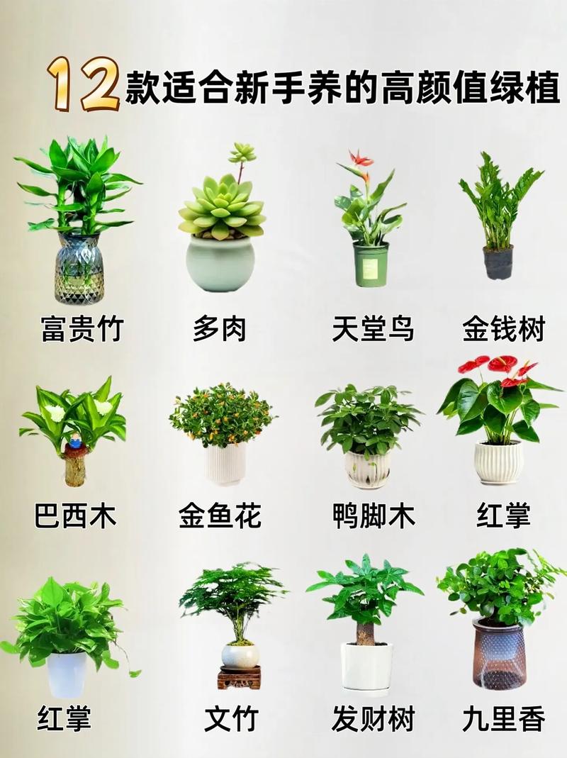 盆栽植物养殖方式有几种，盆栽植物养殖方式有几种类型