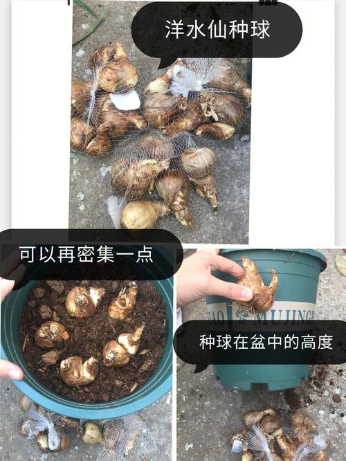 荷兰水仙怎么种，荷兰水仙怎么种植方法视频