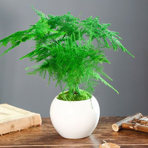 9.9小植物盆栽批发直播，