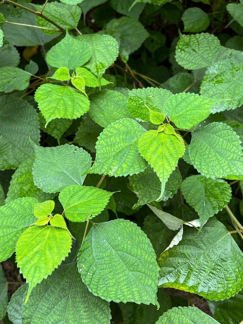 植物麻长什么样，植物麻长什么样子图片