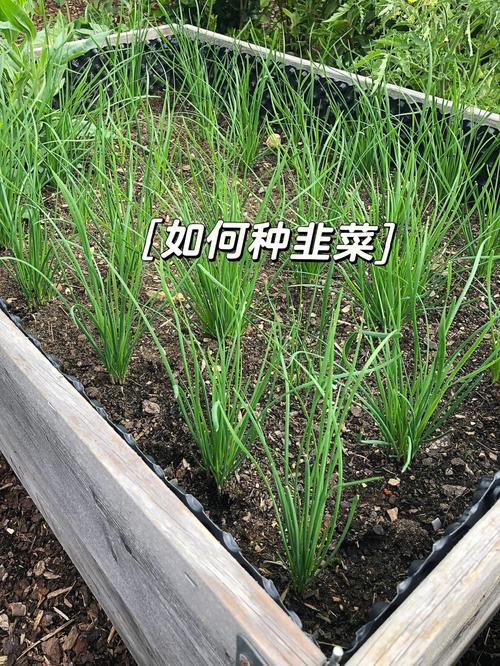 怎么种非芽，怎么种非菜