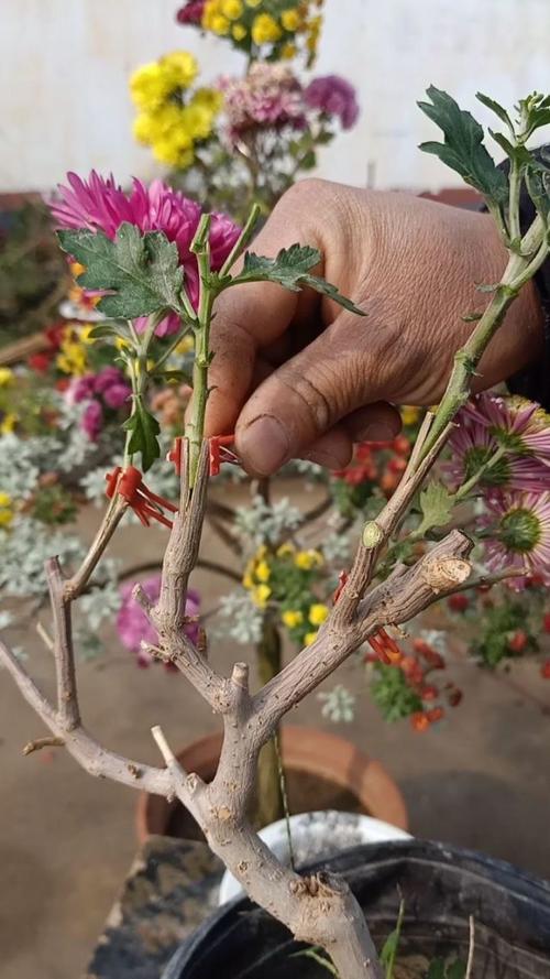 菊花用什么嫁接，菊花用什么嫁接好