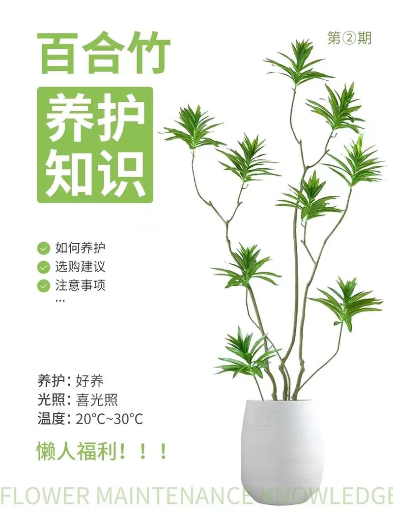 竹子花语是什么，竹子花语是什么意思