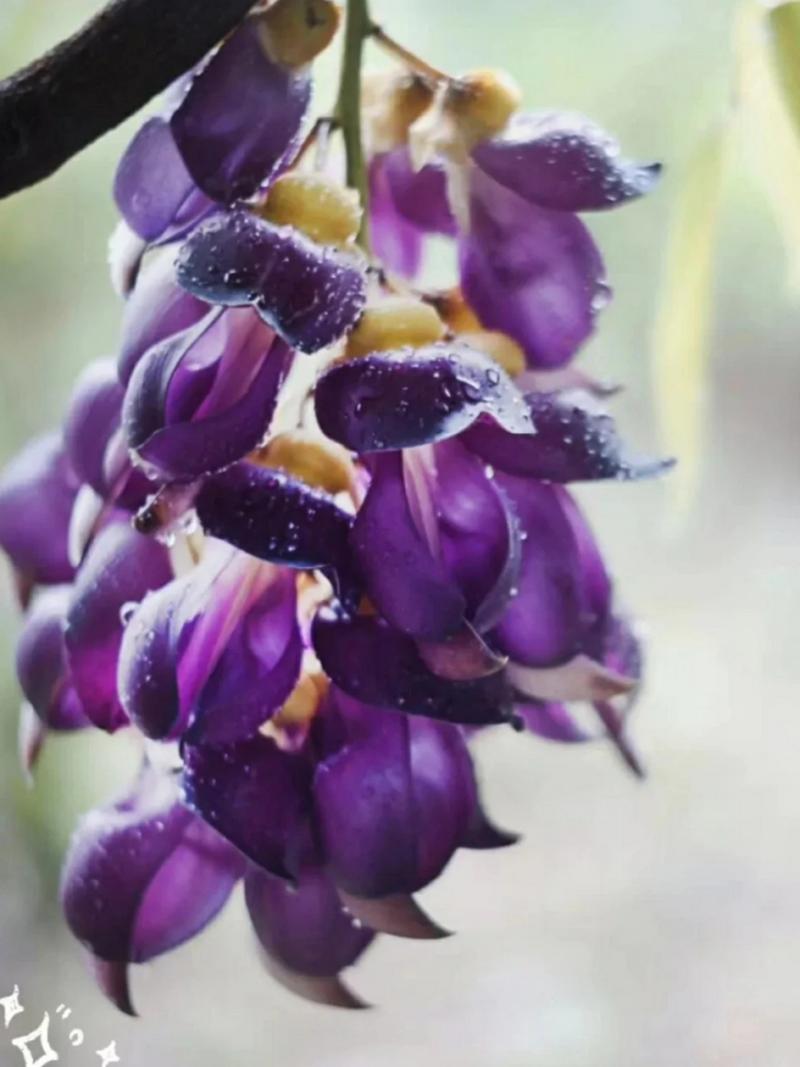 禾雀花什么颜色，禾雀花什么颜色才是名种