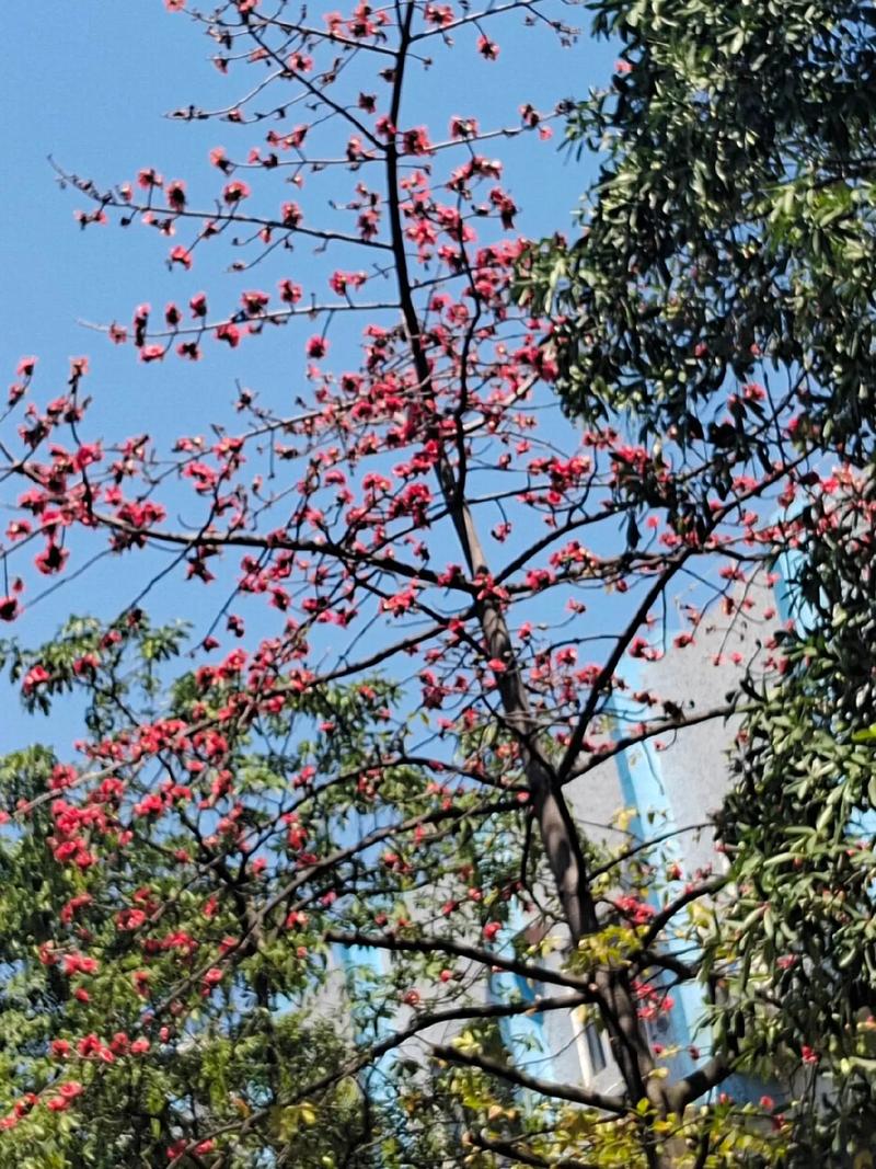 适合两广种植花卉-适合两广种植花卉的地方