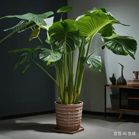 盆栽植物为什么便宜些，盆栽植物为什么便宜些呢