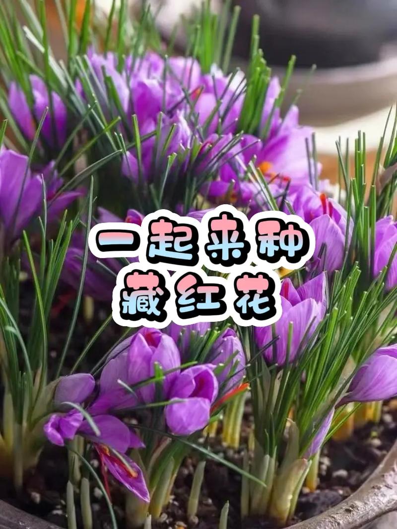 藏花怎么养，藏花种植