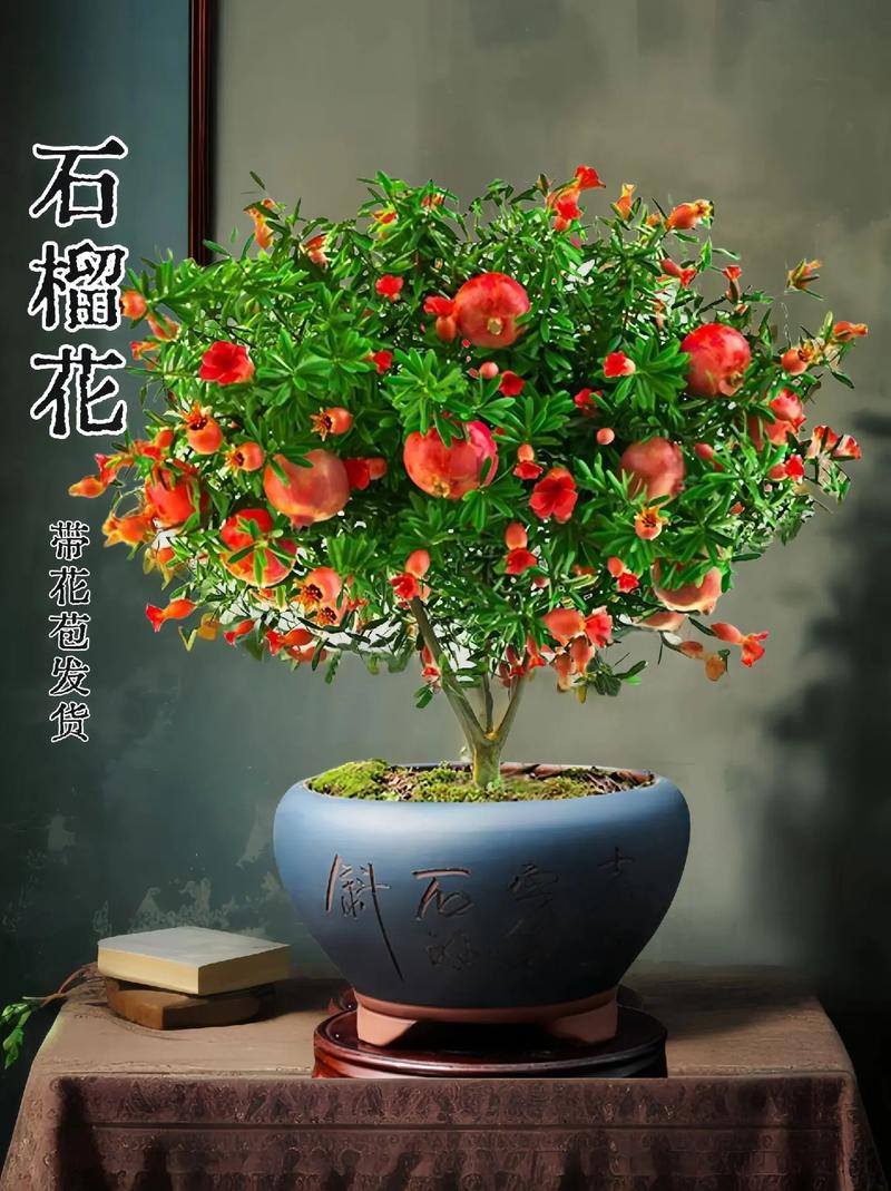 什么水果可以养成盆栽植物，什么水果可以养成盆栽植物呢