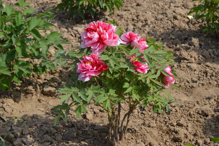 什么木本花好养，什么木本花好养活