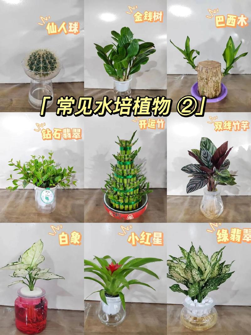 苏州家养水培植物盆栽名称，苏州家养水培植物盆栽名称有哪些