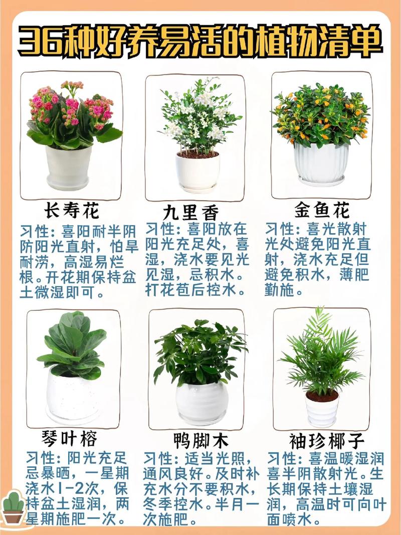 怎样跟别人介绍盆栽植物，怎样跟别人介绍盆栽植物呢