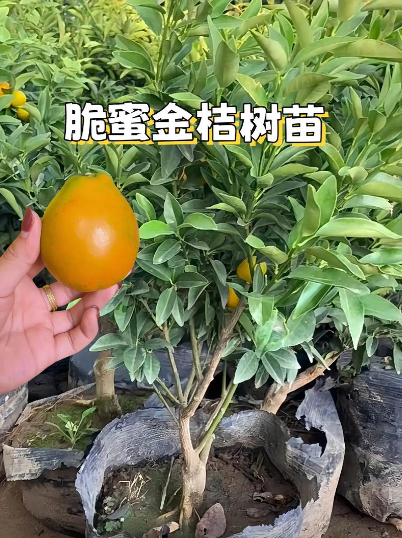 什么树苗最好卖，什么树苗最好卖出去