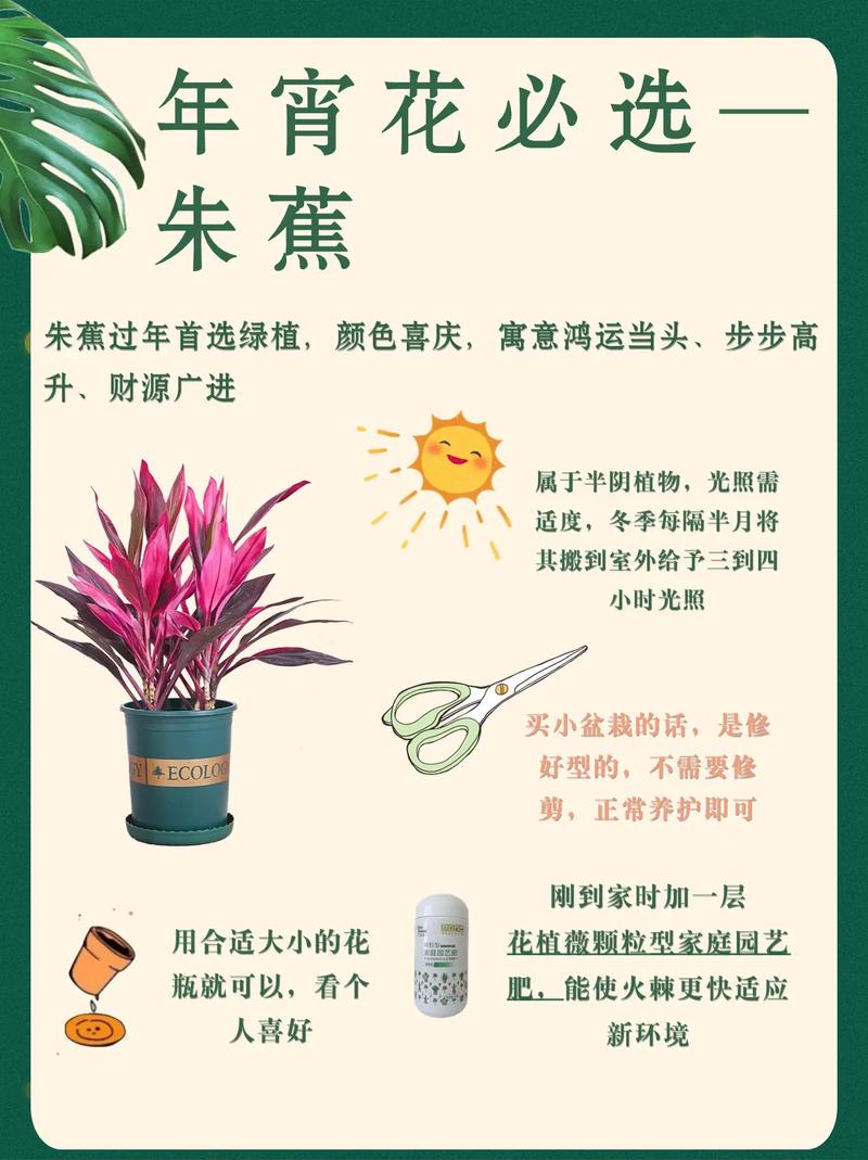 朱焦花怎么养，朱焦花怎么养殖方法