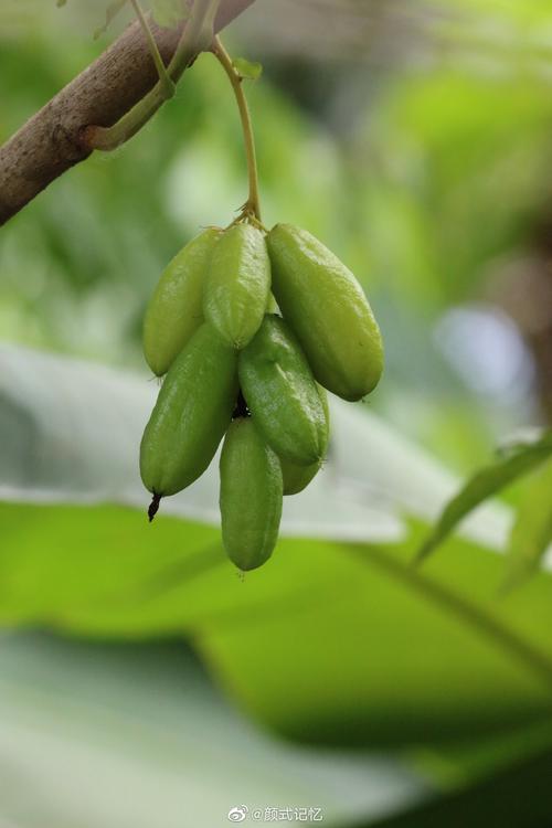 栗豆树怎么种，栗豆树怎么种植