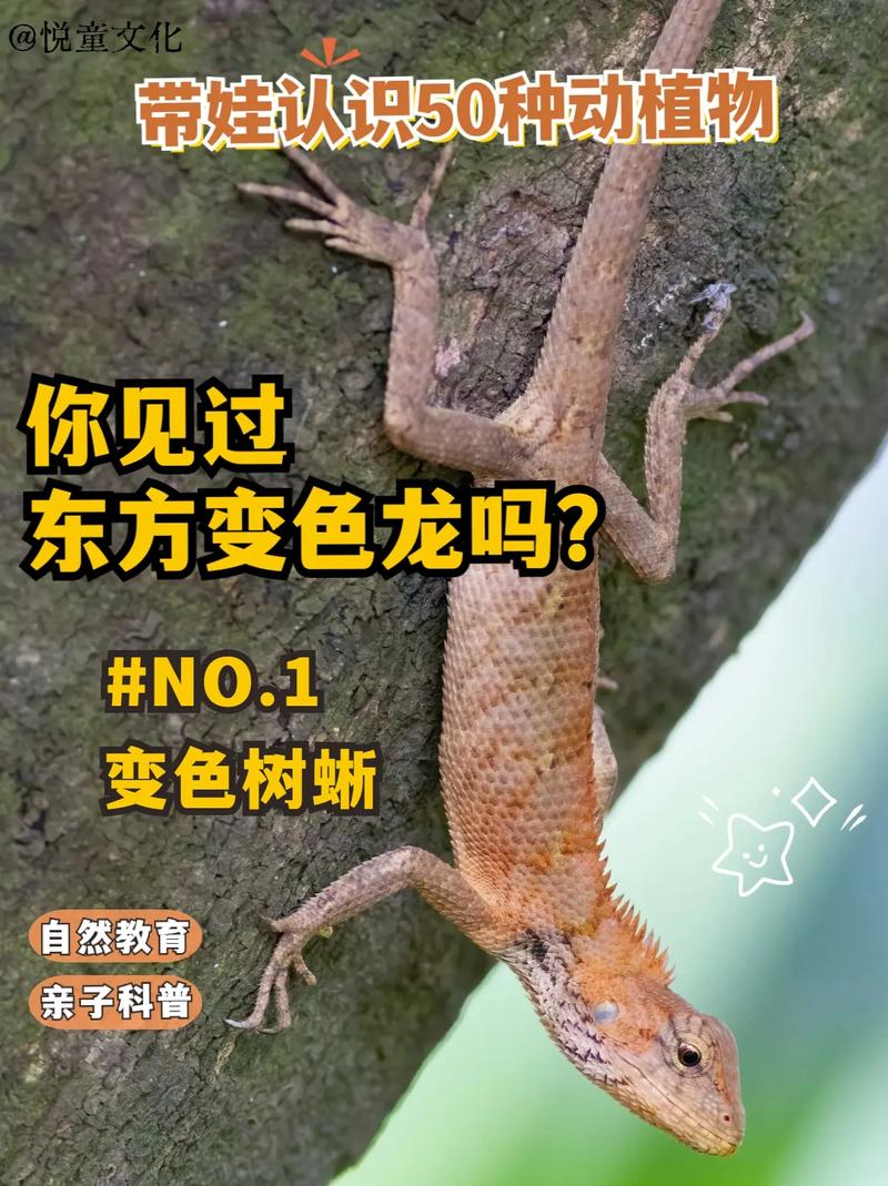 什么植物可以动，什么植物可以动?